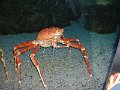 cape town aquarium-spider-crab